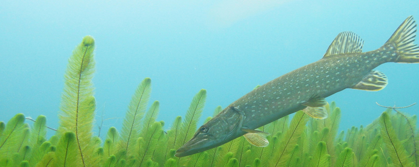 Hecht schwimmt lauernd über grüne Unterwasservegetation