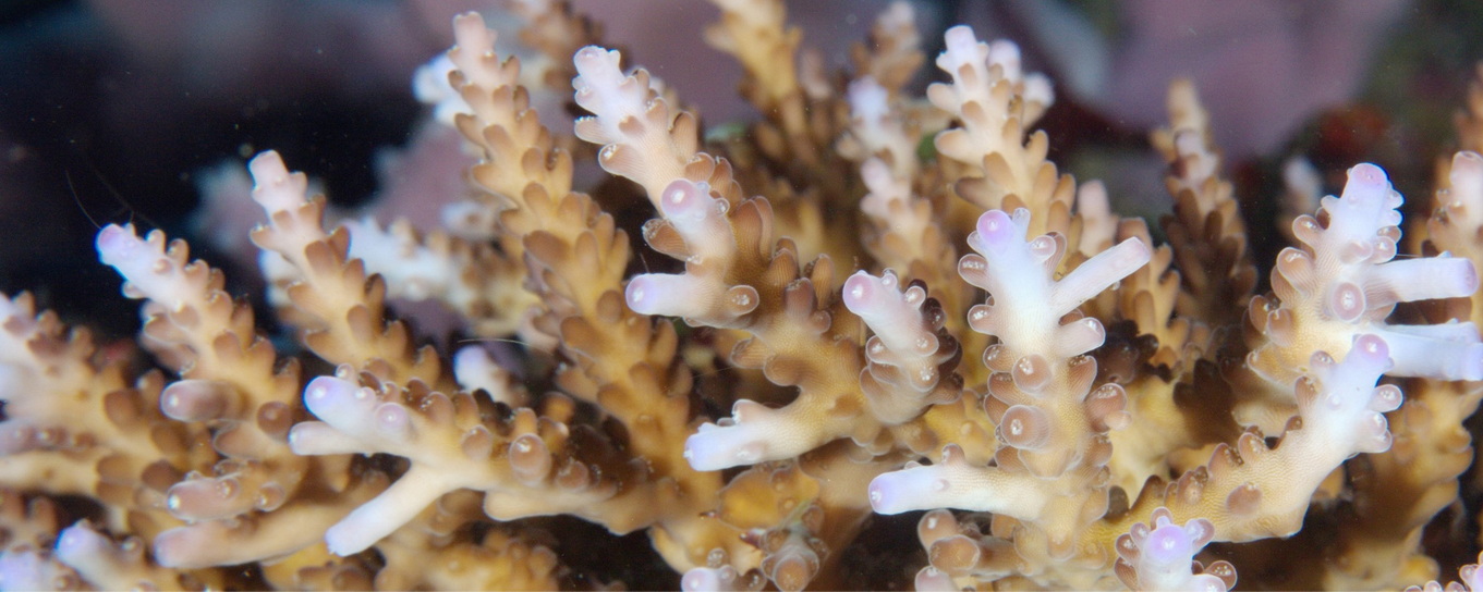 Steinkoralle Acropora spec.