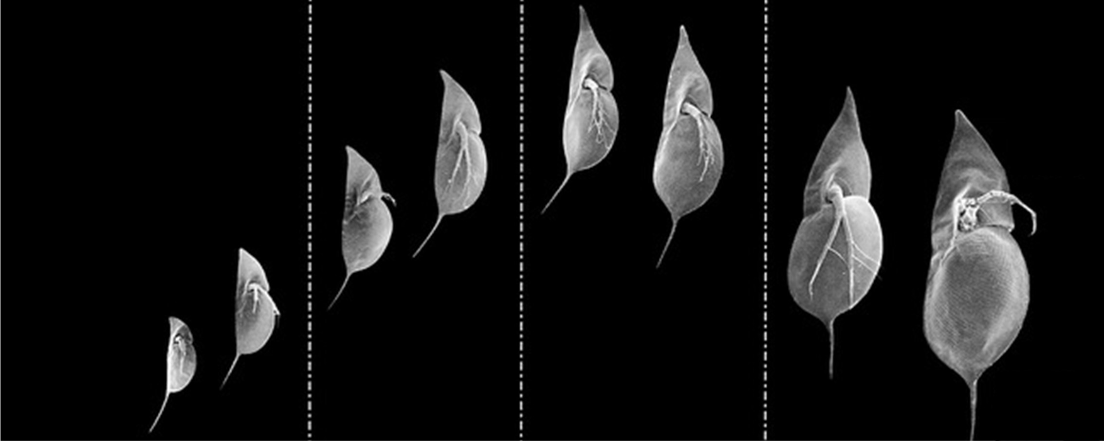 Cylomorphose bei Daphnia