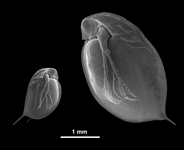 Mikroskopische Aufnahme eines Wasserflohs (Daphnia magna)