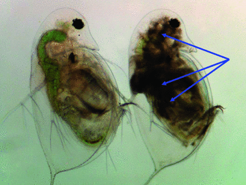 Mikroskopische Aufnahme eines Wasserflohs (Daphnia magna)